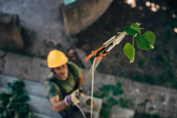 How Our Tree Care Process Works  in Bowmansville, PA